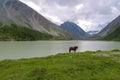 Akkem lake. Altai Mountains landscape. Horse on the background