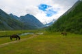 Akkem lake. Altai Mountains landscape. Horses on the background