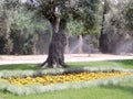 Akko Bahai Gardens yellow flowerbed 2004 Royalty Free Stock Photo