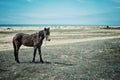 Seascape of the caspian sea with horses of the steppe