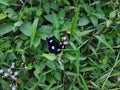 Akuma. black butterfly Royalty Free Stock Photo