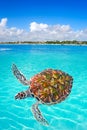 Akumal beach turtle photomount Riviera Maya