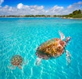 Akumal beach turtles photomount Riviera Maya Royalty Free Stock Photo