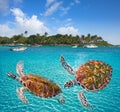 Akumal beach turtles photomount Riviera Maya Royalty Free Stock Photo