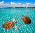 Akumal beach turtles photomount Riviera Maya Royalty Free Stock Photo