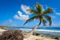 Akumal coconut palm tree beach Riviera Maya