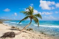 Akumal coconut palm tree beach Riviera Maya