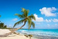 Akumal coconut palm tree beach Riviera Maya Royalty Free Stock Photo