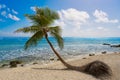 Akumal coconut palm tree beach Riviera Maya Royalty Free Stock Photo