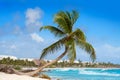 Akumal coconut palm tree beach Riviera Maya Royalty Free Stock Photo