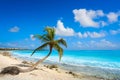 Akumal coconut palm tree beach Riviera Maya Royalty Free Stock Photo