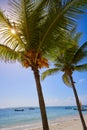 Akumal coconut palm tree beach Riviera Maya