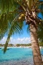 Akumal coconut palm tree beach Riviera Maya