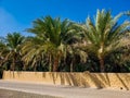 Al Ain Oasis, in the United Arab Emirates. A date farm. Royalty Free Stock Photo
