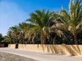 Al Ain Oasis, in the United Arab Emirates. A date farm. Beautiful date palms (Phoenix dactylifera) Royalty Free Stock Photo