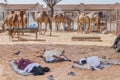 AL AIN, UAE - MARCH 8, 2017: Tired camel sellers at the Animal Market in Al Ain, U