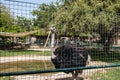 Zoo in Al Ain, United Arab Emirates. Ostrich detail.