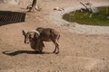 Zoo in Al Ain, United Arab Emirates. Nubian Ibexes detail.