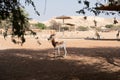 Zoo in Al Ain, United Arab Emirates. Gazelle detail.