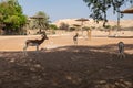 Zoo in Al Ain, United Arab Emirates. Antelope