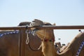 Al Dhafra Camel Festival in Abu Dhabi Royalty Free Stock Photo