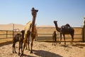 Al Dhafra Camel Festival in Abu Dhabi Royalty Free Stock Photo