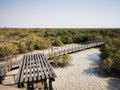 Al Jubail Mangrove forest in Abudhabi,UAE. Royalty Free Stock Photo