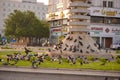 Al Khwair pigeons & doves roundabout in Muscat , Oman