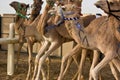 Al Marmoum Camel Racetrack, Dubai Royalty Free Stock Photo