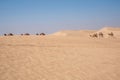 Al Qudra camels empty quarter seamless desert sahara in Dubai UAE Royalty Free Stock Photo