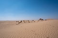 Al Qudra camels empty quarter seamless desert sahara in Dubai UAE