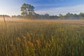Al Sabo Meadow in Fog Royalty Free Stock Photo