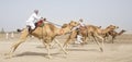 Men riding camels in a countryside