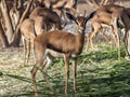 In Al Saleel National Park, there is a large herd, Arabian gazelle, Gazella arabica. Oman
