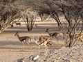 In Al Saleel National Park, there is a large herd, Arabian gazelle, Gazella arabica. Oman