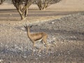 In Al Saleel National Park, there is a large herd, Arabian gazelle, Gazella arabica. Oman