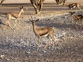In Al Saleel National Park, there is a large herd, Arabian gazelle, Gazella arabica. Oman
