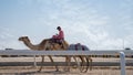 camel caretakers are instructing and conditioning the camels at the Al Shahaniya track