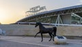 al shaqab longines arena in qatar Royalty Free Stock Photo