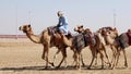 Camel herd with cameleer at Al Wathba race track in Abu Dhabi, UAE