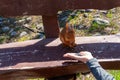 Ala-Archa, Red squirrel interacts with a person offering seeds, sitting on a rustic bench surrounded by rocks, grass and sunlight Royalty Free Stock Photo
