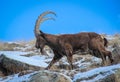 Mountains goat. Kirgizstan. Ala-Archa valley