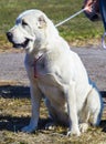 Alabai central Asian shepherd dog Royalty Free Stock Photo