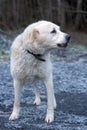 Alabai central Asian shepherd dog Royalty Free Stock Photo