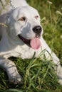 The alabai central asian shepherd dog lies in the grass and puts out the tongue Royalty Free Stock Photo