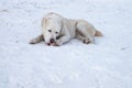 Large white sheep dog lies on the snow and gnaws a meat bone.