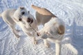 Puppies Alabai play with a stick on the snow-covered road. Royalty Free Stock Photo