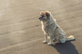 Young Alabai dog on the seashore Royalty Free Stock Photo