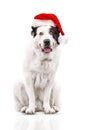 Alabai dog is wearing a Christmas Santa hat, isolated on white background Royalty Free Stock Photo