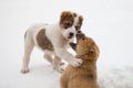 Alabai puppies play in the snow. Central Asian Shepherd Dog